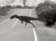 Dinozaurii nu au dispărut definitiv