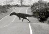 Dinozaurii nu au dispărut definitiv
